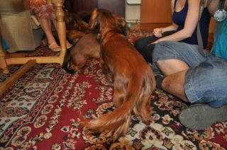 Jamnik d�ugow�osy