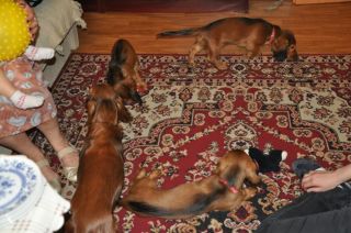 Jamnik d�ugow�osy