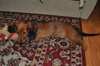 Jamnik d�ugow�osy