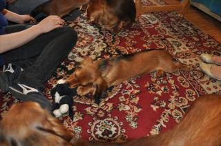 Jamnik d�ugow�osy