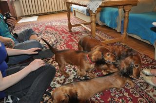 Jamnik d�ugow�osy