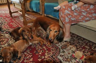 Jamnik d�ugow�osy