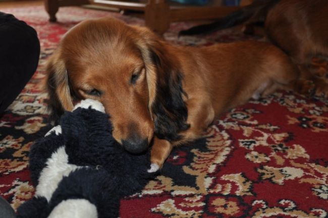 Jamnik d�ugow�osy