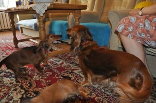 Jamnik d�ugow�osy