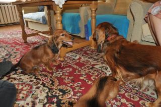 Jamnik d�ugow�osy