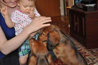 Jamnik d�ugow�osy