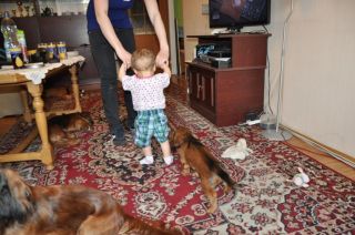 Jamnik d�ugow�osy