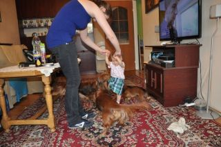 Jamnik d�ugow�osy