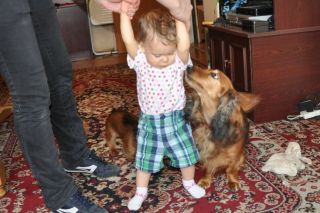 Jamnik d�ugow�osy