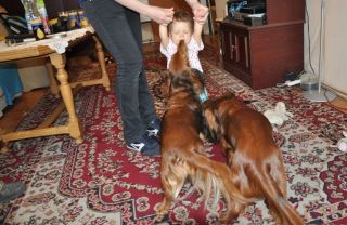 Jamnik d�ugow�osy