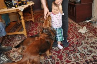 Jamnik d�ugow�osy