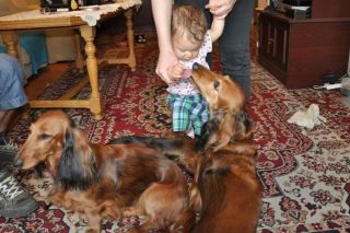 Jamnik d�ugow�osy