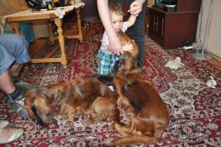 Jamnik d�ugow�osy