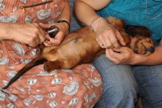 Jamnik d�ugow�osy