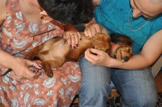 Jamnik d�ugow�osy