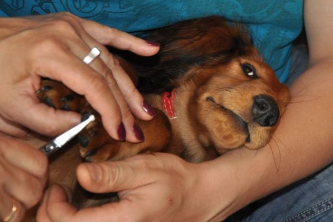 Jamnik d�ugow�osy