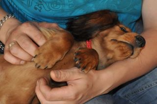 Jamnik d�ugow�osy