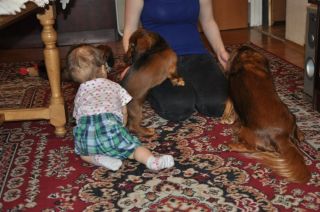 Jamnik d�ugow�osy