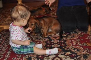 Jamnik d�ugow�osy