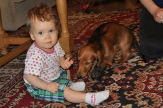 Jamnik d�ugow�osy