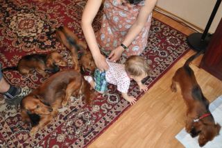 Jamnik d�ugow�osy