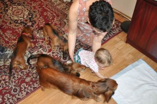 Jamnik d�ugow�osy