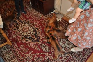 Jamnik d�ugow�osy