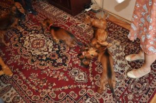 Jamnik d�ugow�osy