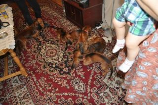 Jamnik d�ugow�osy