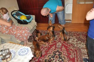 Jamnik d�ugow�osy