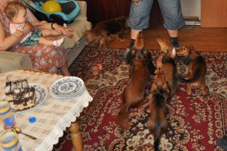 Jamnik d�ugow�osy