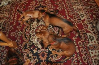 Jamnik d�ugow�osy