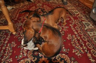 Jamnik d�ugow�osy