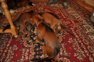 Jamnik d�ugow�osy