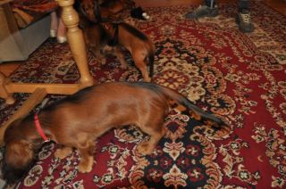 Jamnik d�ugow�osy