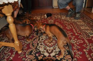 Jamnik d�ugow�osy