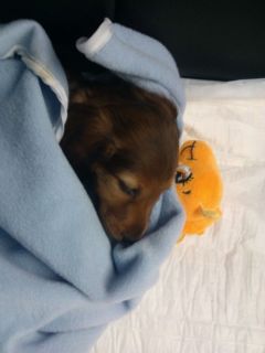 jamnik d�ugow�osy NAILA