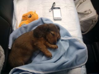 jamnik d�ugow�osy NAILA