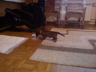 jamnik d�ugow�osy NAILA