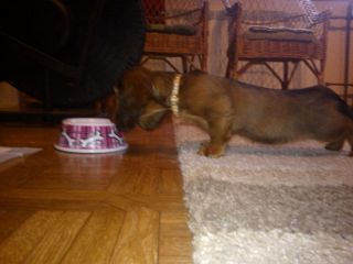 jamnik d�ugow�osy NAILA