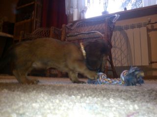 jamnik d�ugow�osy NAILA