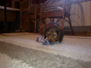 jamnik d�ugow�osy NAILA