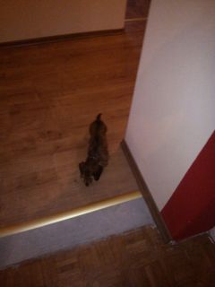 jamnik d�ugow�osy NAILA