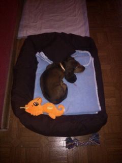 jamnik d�ugow�osy NAILA