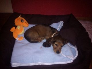 jamnik d�ugow�osy NAILA